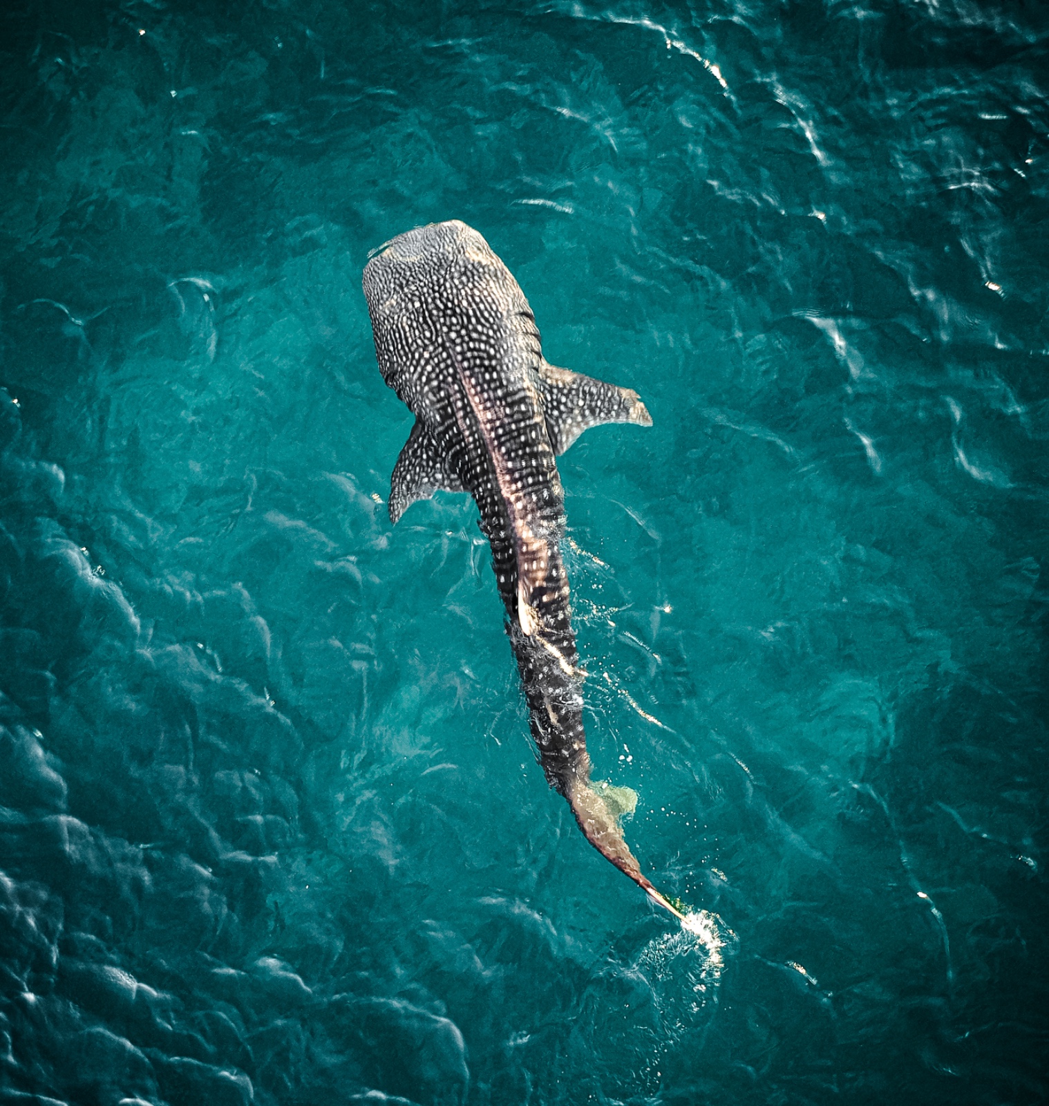 Whaleshark Expedition